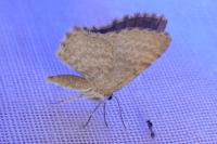 Euchoeca nebulata