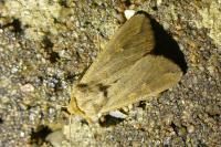 Mythimna unipuncta