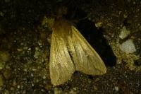 Mythimna unipuncta