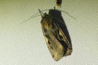 Xestia c-nigrum