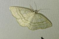 Cabera exanthemata