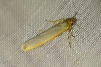 Manulea complana