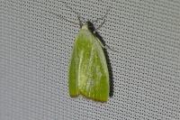 Earias clorana