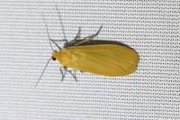 Wittia sororcula
