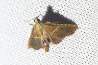 Endotricha flammealis