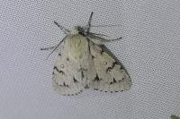 Acronicta leporina