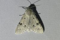 Acronicta leporina