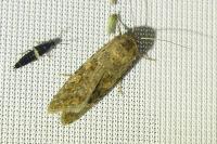 Spodoptera exigua
