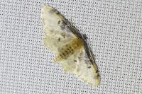 Idaea filicata
