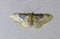 Idaea filicata
