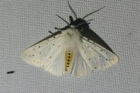 Spilosoma lubricipeda