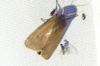 Phragmatobia fuliginosa