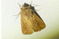Mythimna albipuncta