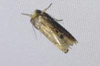 Axylia putris