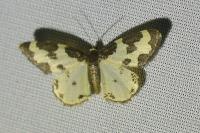 Lomaspilis marginata