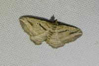Costaconvexa polygrammata