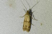 Homoeosoma sinuella