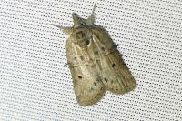 Nycteola revayana