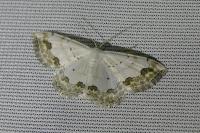 Scopula ornata
