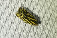 Emmelia trabealis
