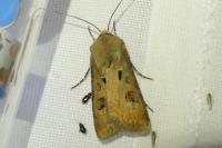 Agrotis exclamationis