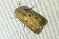 Agrotis exclamationis