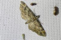 Gymnoscelis rufifasciata