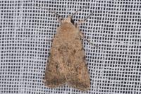 Caradrina clavipalpis