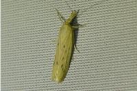 Ematheudes punctella