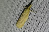 Ematheudes punctella