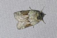 Nycteola siculana