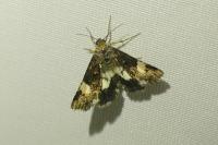 Tyta luctuosa