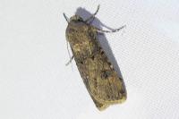 Agrotis segetum
