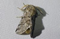 Thaumetopoea pityocampa