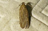 Depressaria