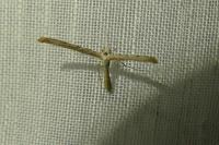 Agdistis