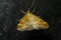 Pyrausta despicata