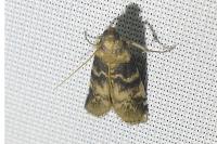 Euzophera pinguis