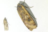 Noctua pronuba
