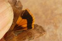 Noctua janthe