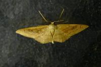 Idaea rubraria