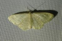 Idaea subsericeata