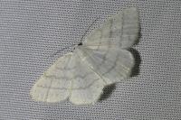 Cabera pusaria
