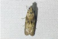 Phycita roborella