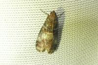 Acrobasis advenella
