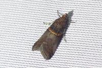 Acrobasis advenella