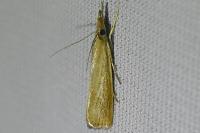 Agriphila straminella