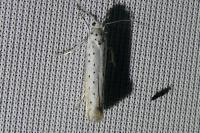 Yponomeuta