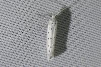 Yponomeuta