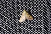 Endotricha flammealis